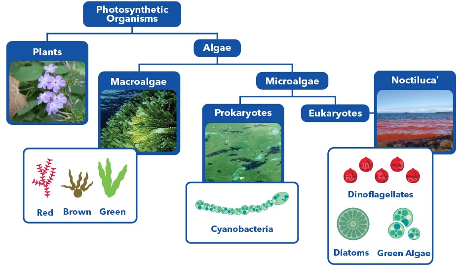 algae types microalgae species