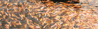 aquaculture-small.jpg